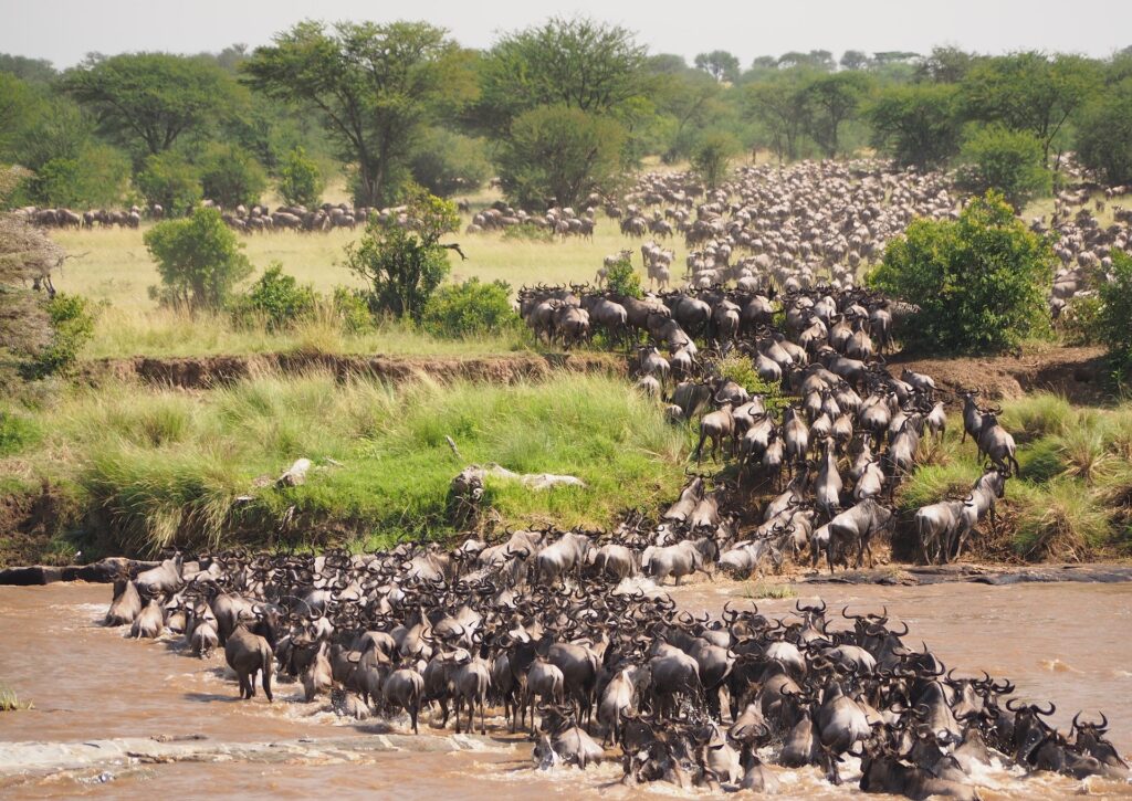 Wildebeest migration