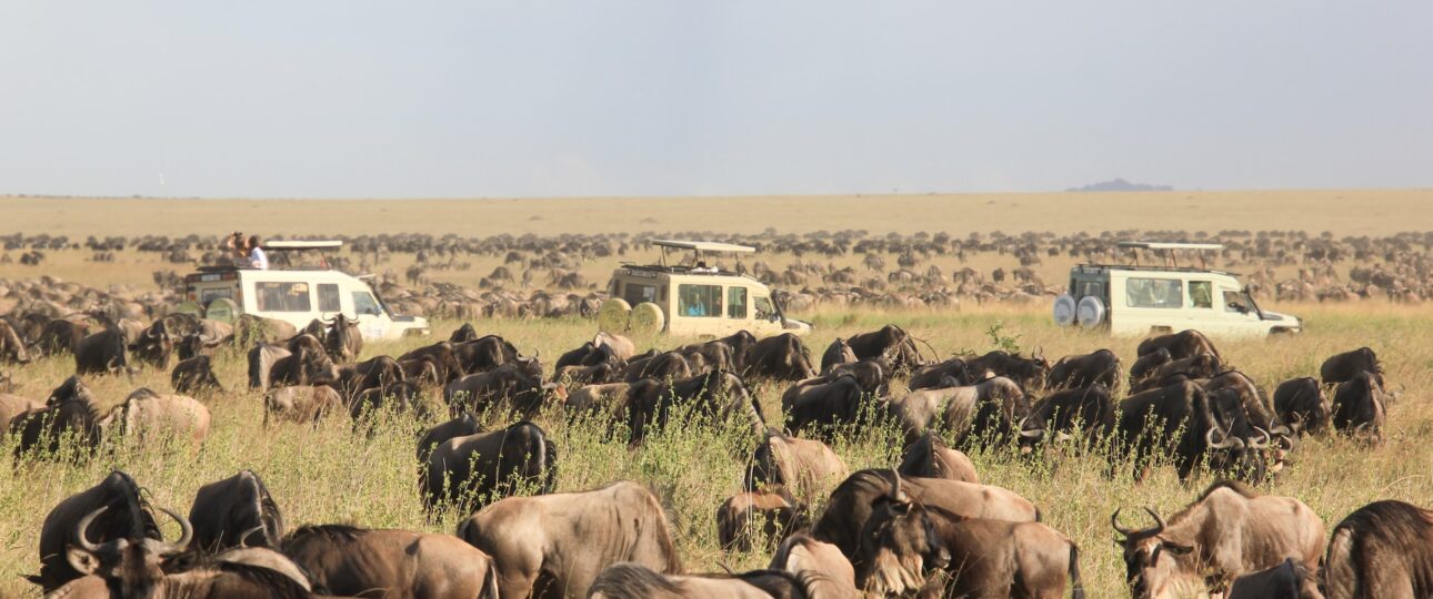 Wildebeest migration safari