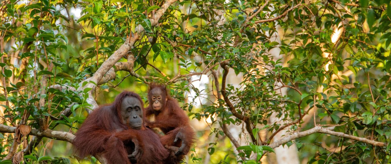 Orangutans Borneo