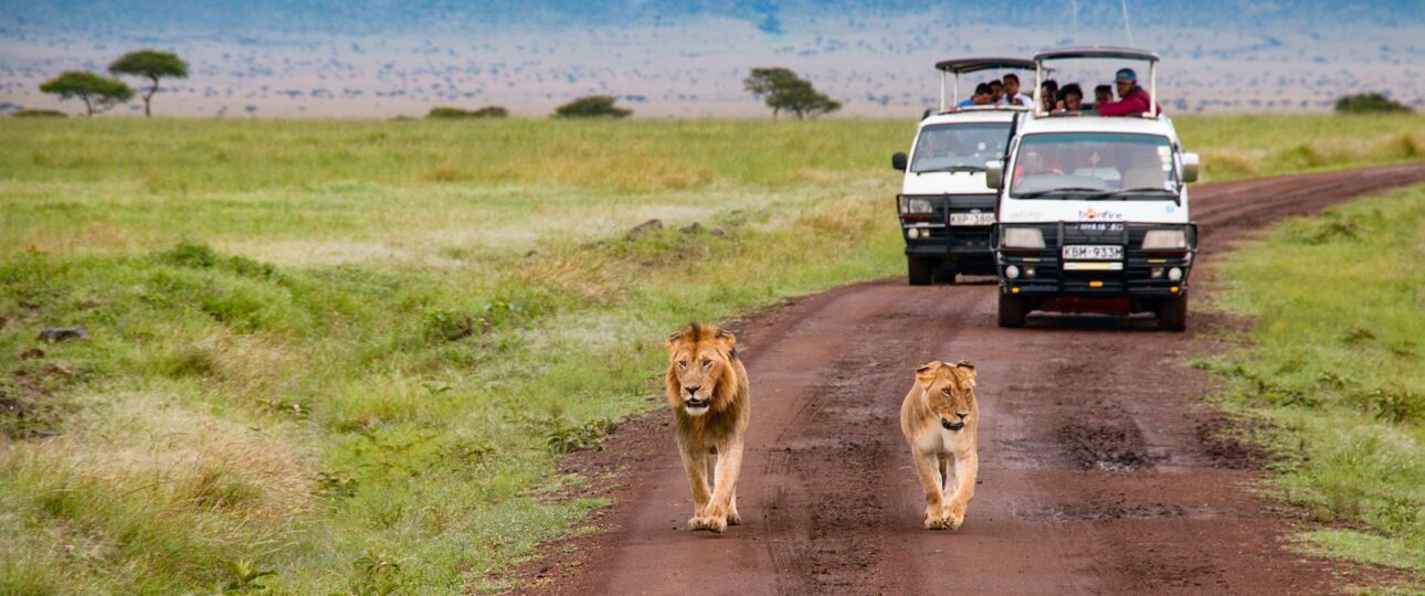 Kenya, masai mara national reserve, safari lions